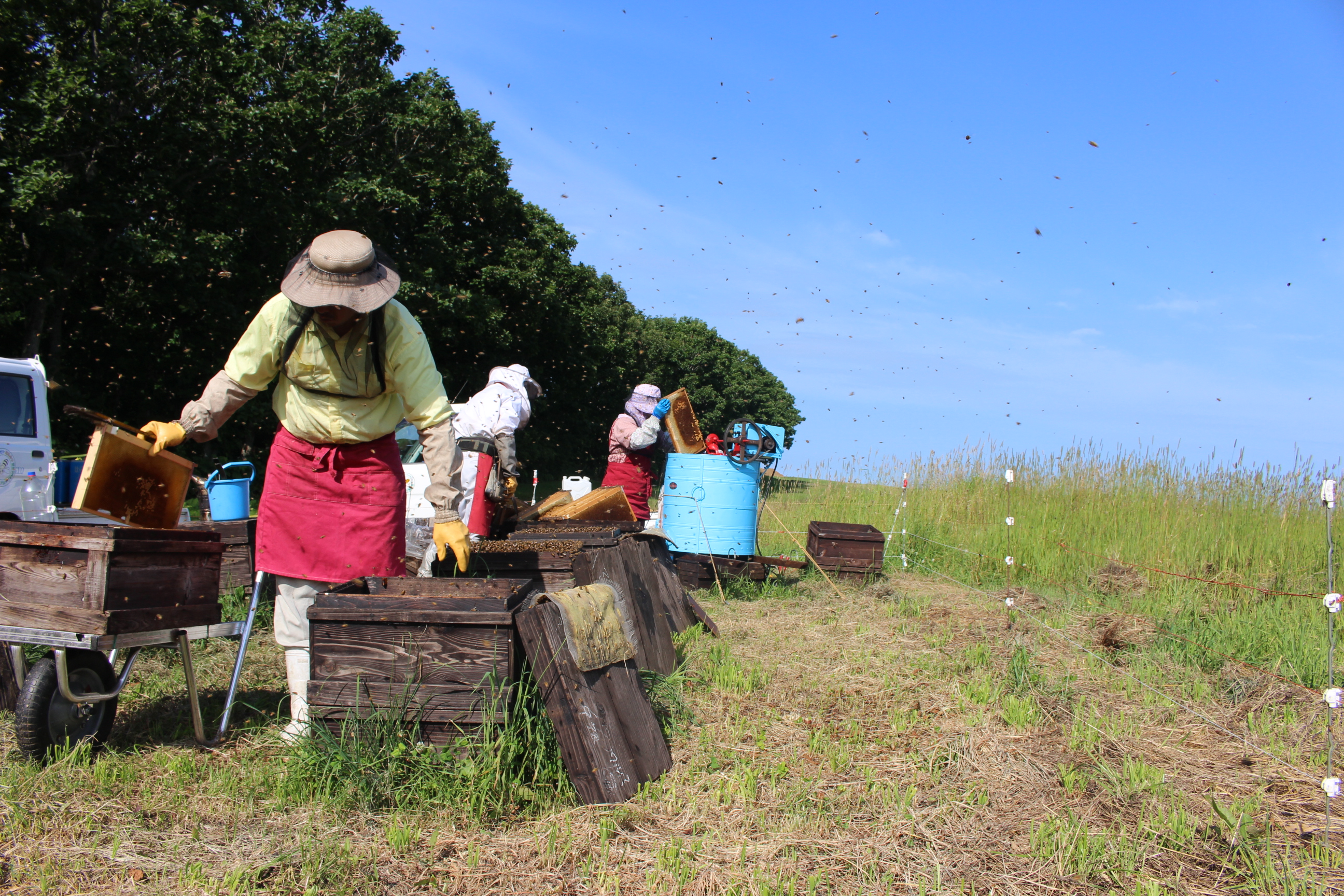 北海道の自家生産はちみつ/太田養蜂場